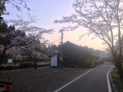 大畑駅 桜の季節 (1)